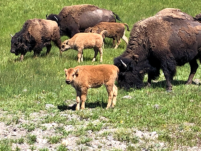 group of bison grazing